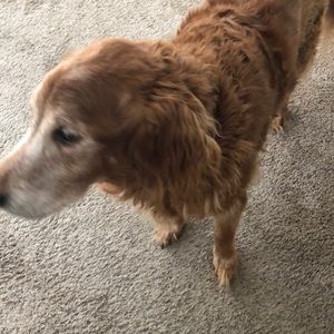 Meet your Posher, Sienna